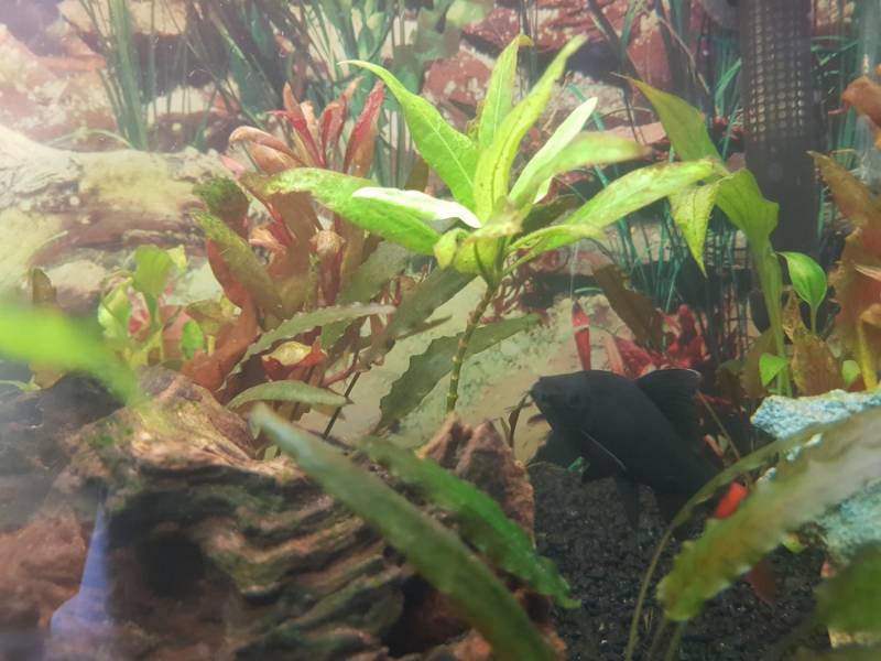 ox_oddam-rybe-labeo-bicolor-grubowarg-dwubarwny