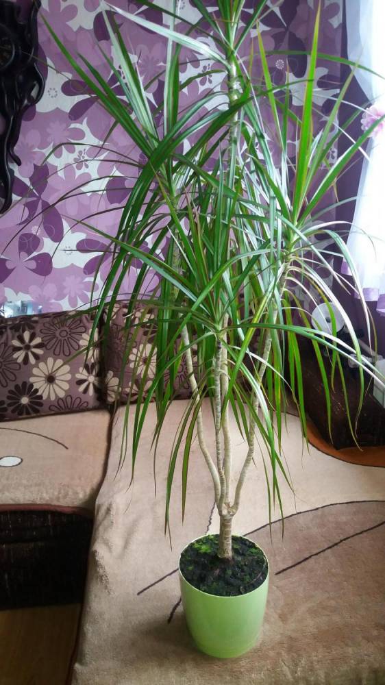 ox_dracena-marginata-wysokosc-140-cm