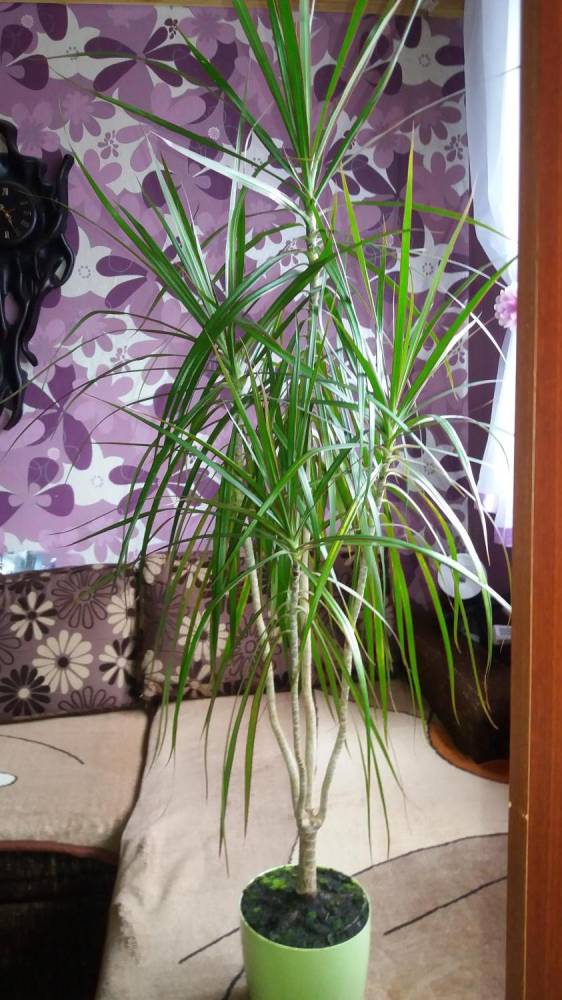 ox_dracena-marginata-wysokosc-140-cm
