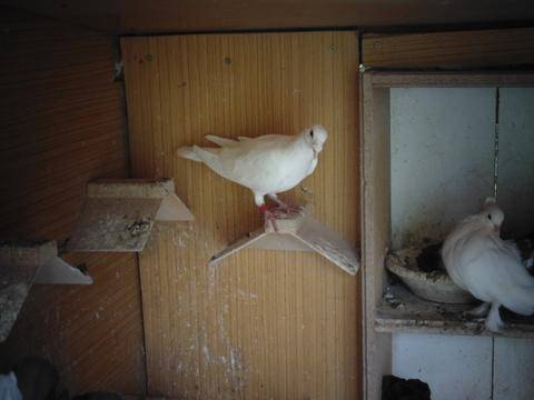 ox_golebie-pocztowe-biale