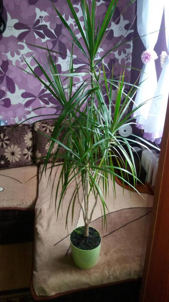 ox_dracena-marginata-wysokosc-140-cm