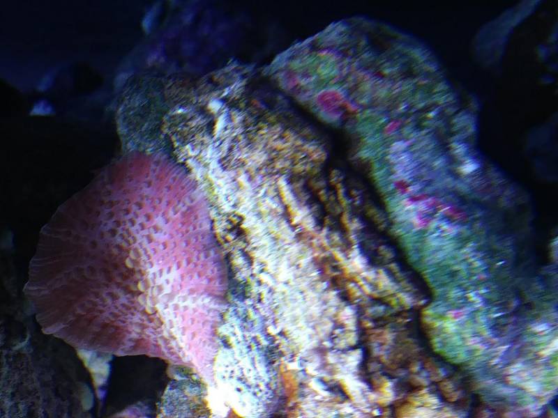 ox_szczepki-korali-miekkich