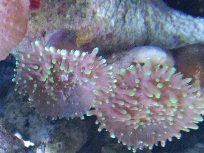 ox_szczepki-korali-miekkich