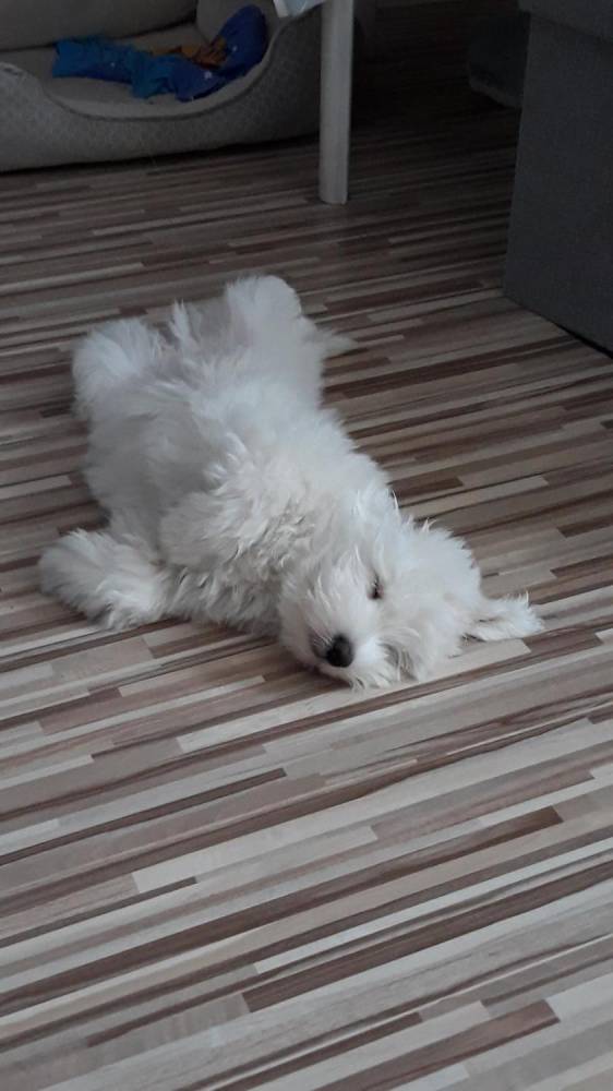 ox_szczeniak-3-miesieczny-rasy-coton-de-tulear