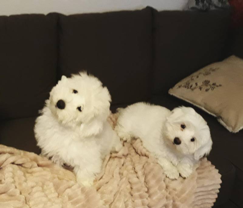 ox_szczeniak-3-miesieczny-rasy-coton-de-tulear