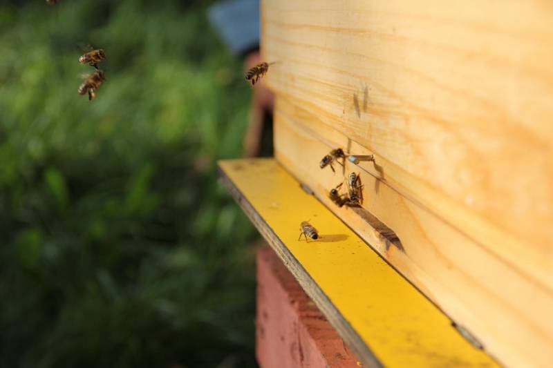 ox_ule-pszczoly-pasieka-roje-pszczele-sprzet-pszczelarski-odbiore