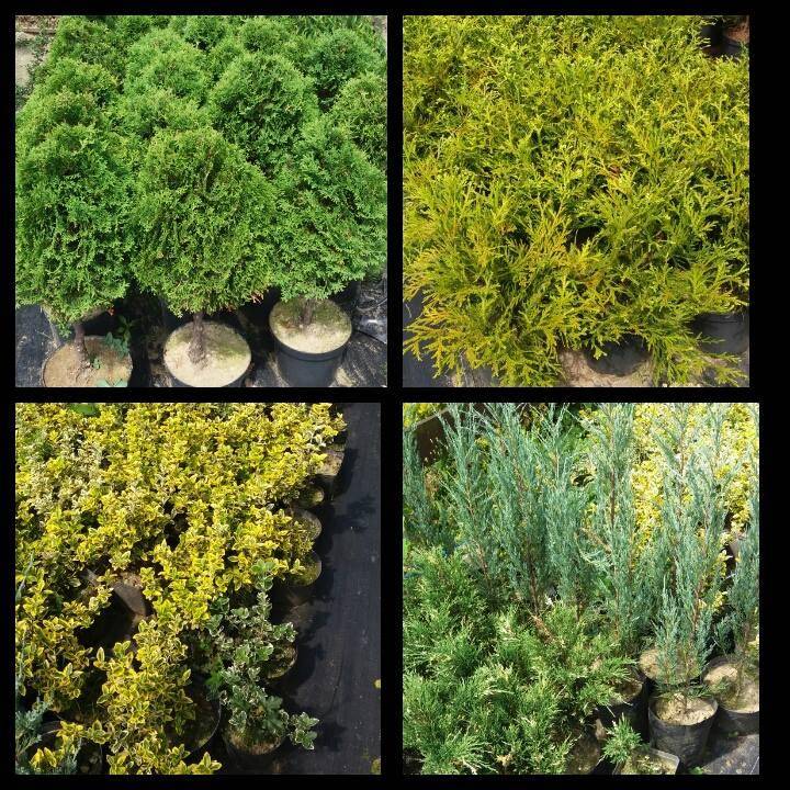 ox_jalowce-na-skalniaki-rozne-rodzaje