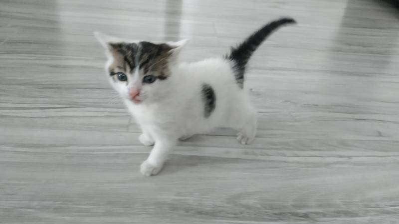 ox_kotek