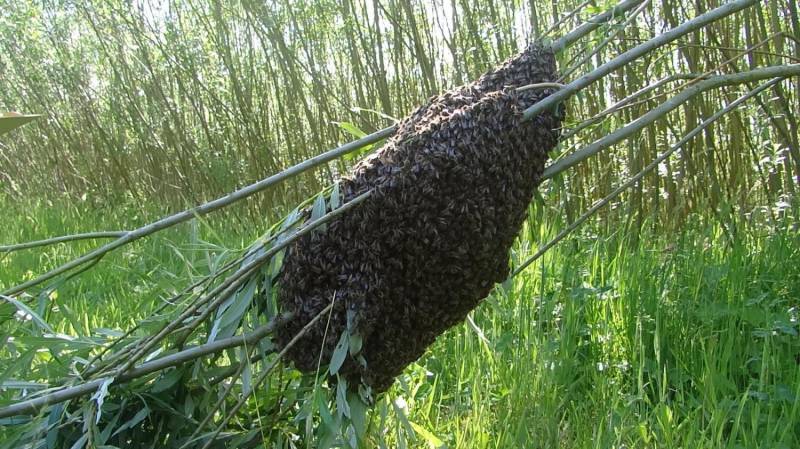 ox_rojka-ule-pszczoly-pasieka-roje-pszczele-sprzet-pszczelarski-odbiore