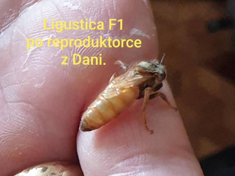 ox_matki-pszczele-jedno-dniowki-lub-zaplodnione-f1