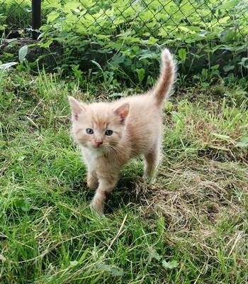 ox_oddam-male-kotki