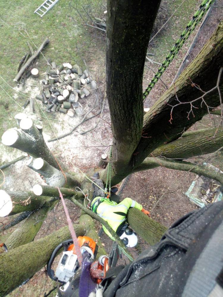 ox_scinanie-i-pielegnacja-drzew-metoda-alpinistyczna