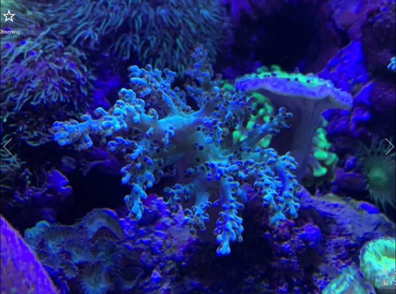 ox_sprzedam-korale-do-akwarium-morskiego