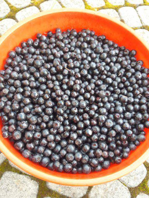 ox_aronia-owoce-niepryskane-sprzedam