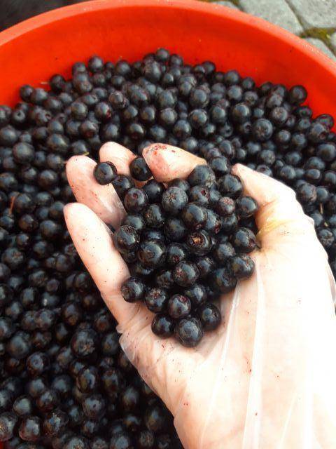 ox_aronia-owoce-niepryskane-sprzedam