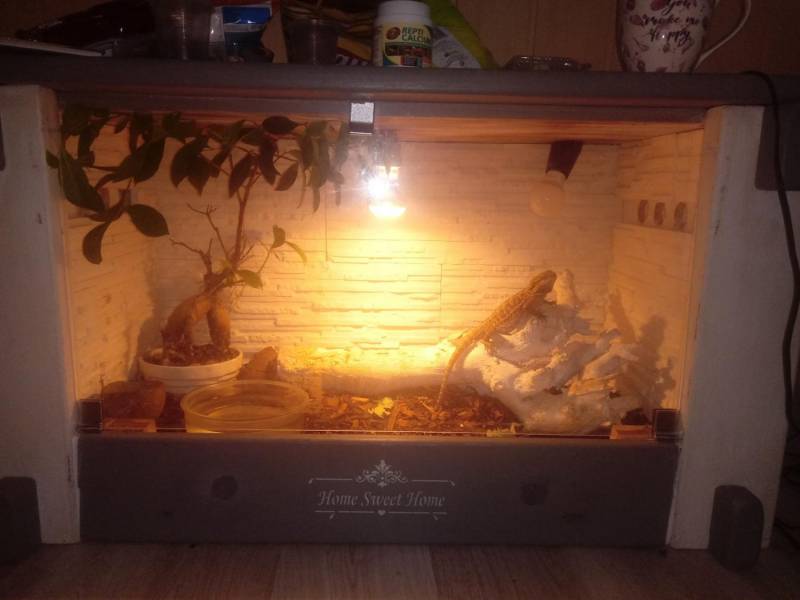 ox_agama-brodata-wraz-z-terrarium