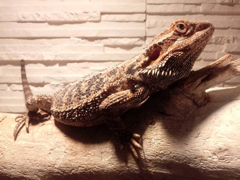 ox_agama-brodata-wraz-z-terrarium