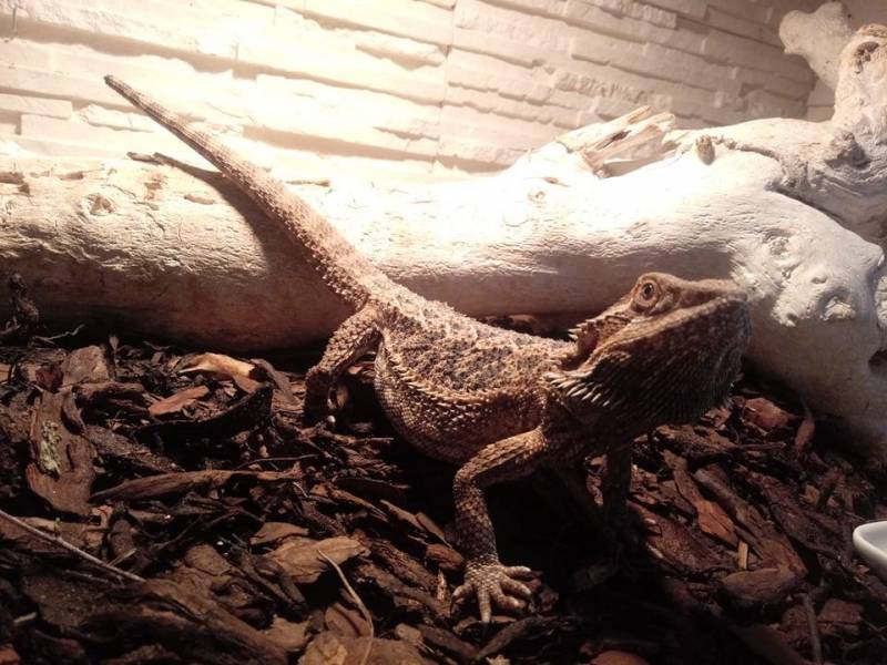 ox_agama-brodata-wraz-z-terrarium