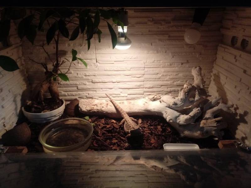 ox_agama-brodata-wraz-z-terrarium