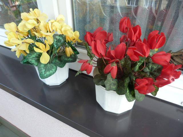 ox_fiolek-alpejski-35cm-w-doniczce