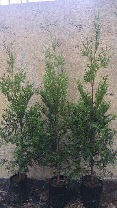 ox_sprzedam-thuje-braband-aerospicata-12zl-90-120cm
