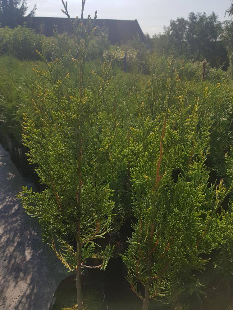 ox_thuja-occ-aureospicata-zywopoplot-50-60-cm-doniczka-25l