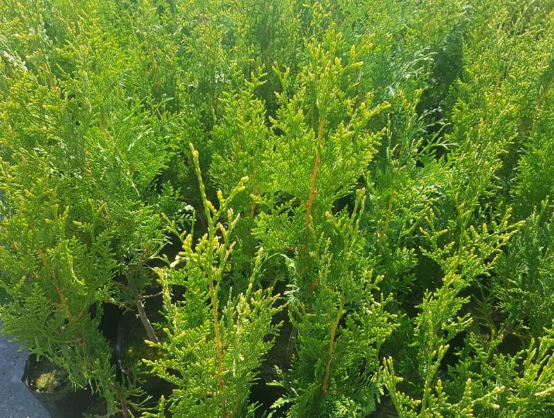 ox_thuja-occ-aureospicata-zywopoplot-50-60-cm-doniczka-25l