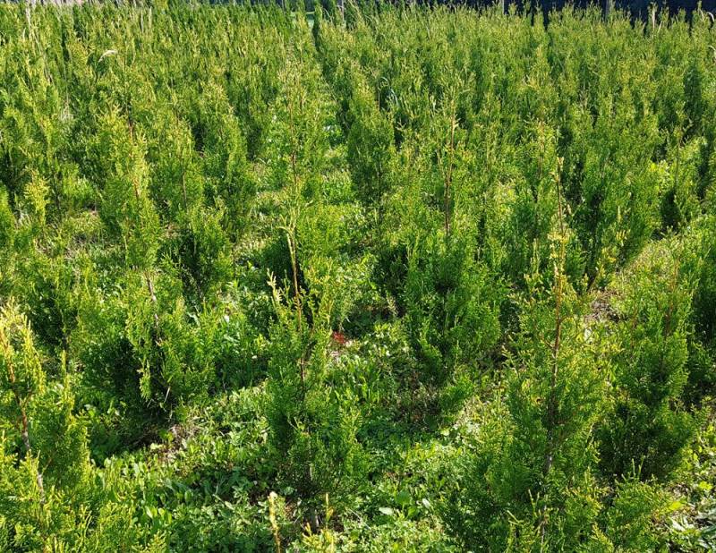 ox_thuja-occ-aureospicata-zywopoplot-50-60-cm-doniczka-25l