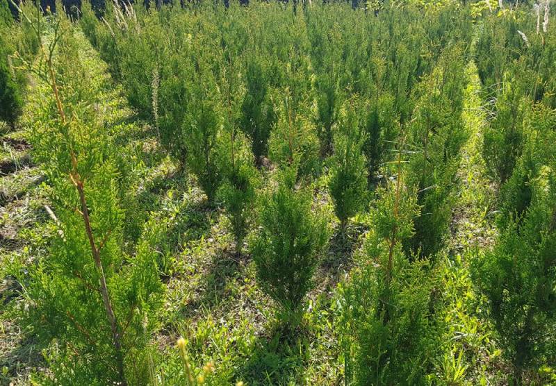 ox_thuja-occ-aureospicata-zywopoplot-50-60-cm-doniczka-25l