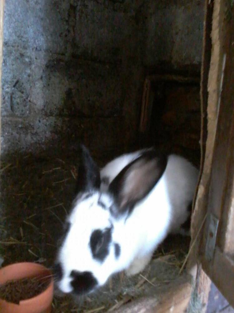 ox_krolik
