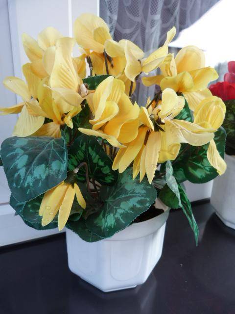 ox_fiolek-alpejski-35cm-w-doniczce