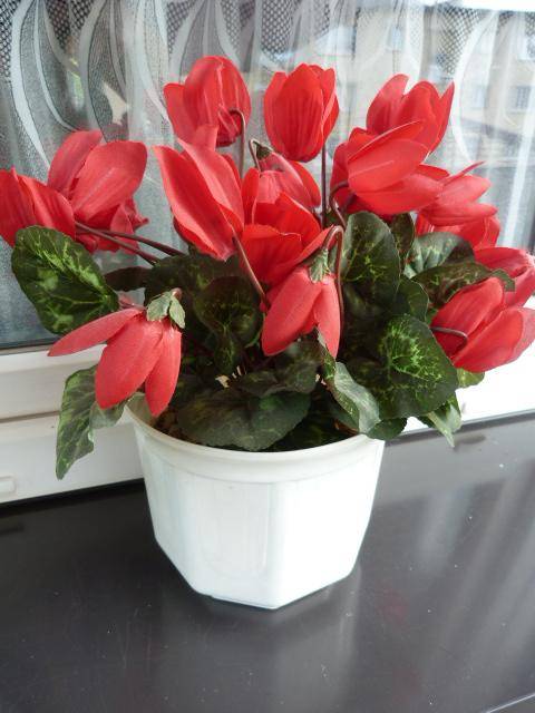 ox_fiolek-alpejski-35cm-w-doniczce