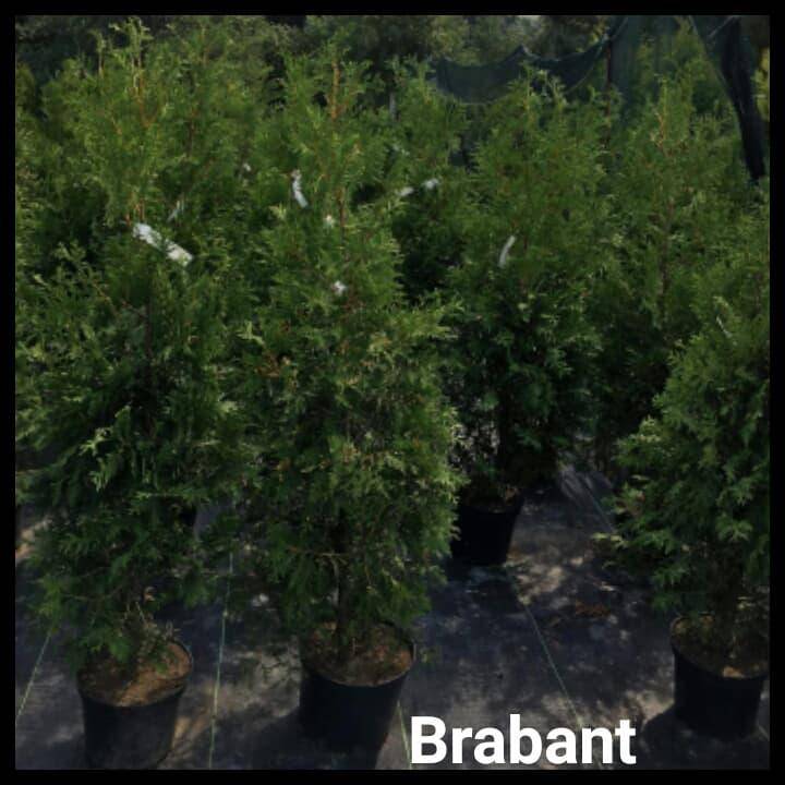 ox_thuje-braband
