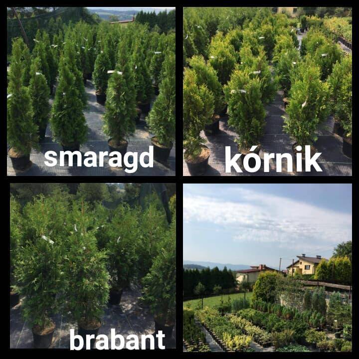 ox_thuja-plicata-kornik