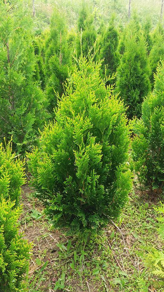 ox_thuja-plicata-kornik