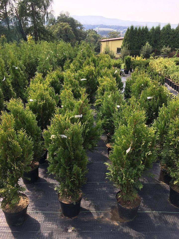 ox_thuja-plicata-kornik