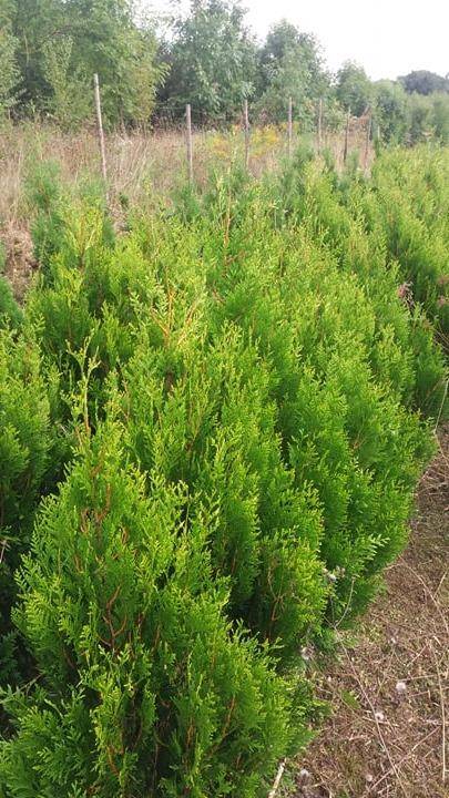 ox_thuja-plicata-kornik