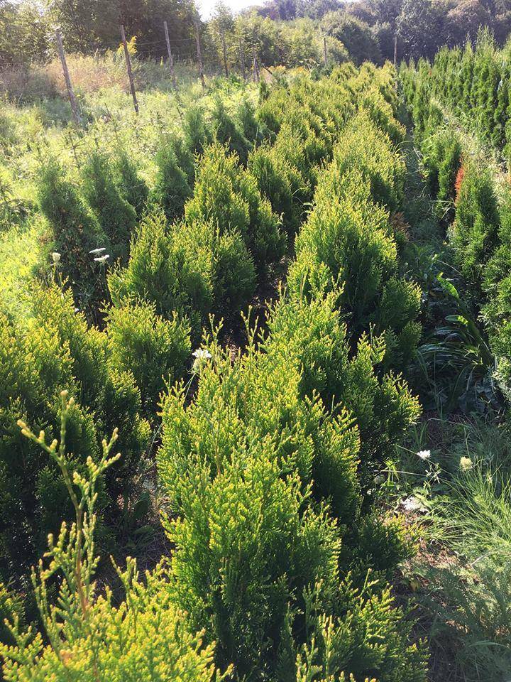 ox_thuja-plicata-kornik