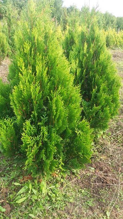 ox_thuja-plicata-kornik
