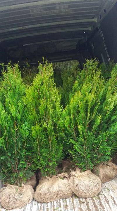 ox_thuja-plicata-kornik