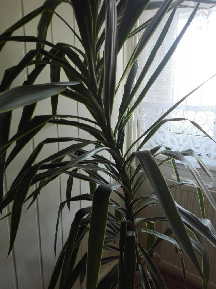 ox_duza-piekna-juka150-cm-donica-40-cm