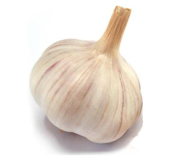 ox_ogorki-do-sloi-male-swiezo-zrywaneostatnie-zbiory-2025kg-czosnek