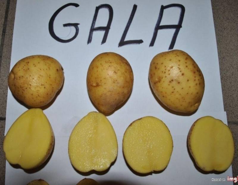 ox_ziemniaki-jadalne-od-rolnika-odm-gala-wor-i-luz-prosto-z-kombajnu