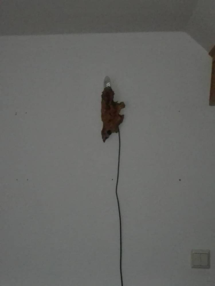 ox_lampa-z-korzenia