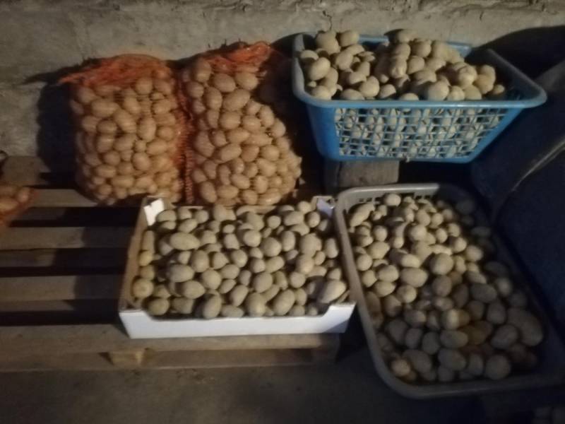 ox_ziemniaki-jadalne-odm-gala-bardzo-smaczne-okazja