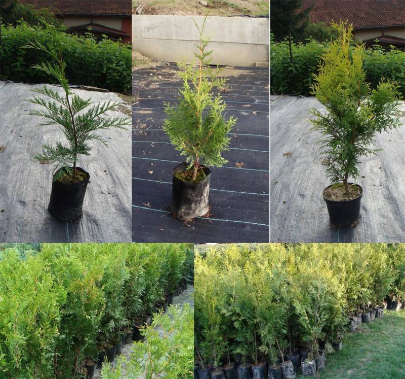 ox_tuja-thuja-brabant-gold-70-80cm-kornik-55-60cm