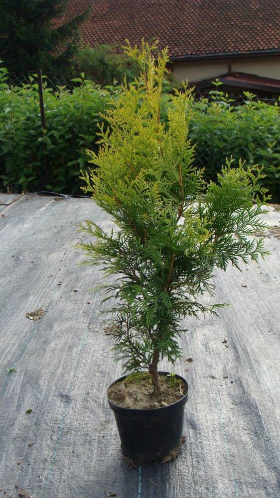 ox_tuja-thuja-brabant-gold-70-80cm-kornik-55-60cm