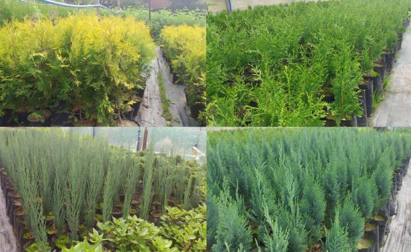 ox_tuja-europa-gold-40-45-cm-6z-brabant-6-zl-35-40-cm