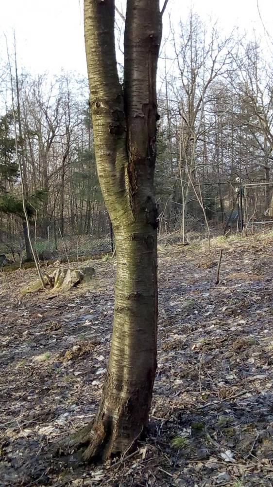 ox_sprzedam-drzewa-dzikiej-czeresni
