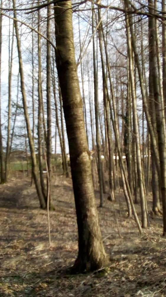 ox_sprzedam-drzewa-dzikiej-czeresni